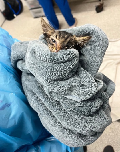Shelter Stray Male Cat last seen Near Pennsylvania Ave, 21217, MD, 2490 Giles Rd, Baltimore, MD 21225, USA