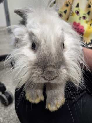 Shelter Stray Male Rabbit last seen N Hilton and Powhatan AVE, 21216, MD, 2490 Giles Rd, Baltimore, MD 21225, USA