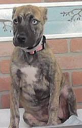 Found/Stray Female Dog last seen Howard 77017, Houston, TX 77017
