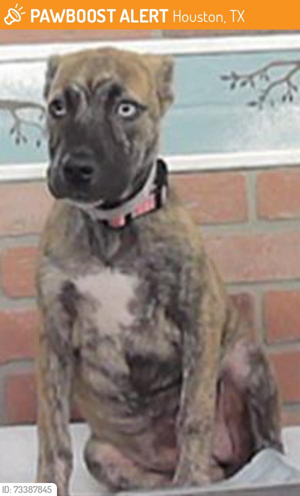 Found/Stray Female Dog last seen Howard 77017, Houston, TX 77017