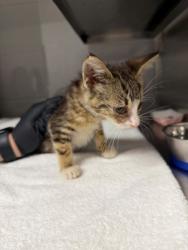 Shelter Stray Female Cat last seen Butler St, Gastonia, NC, 1491 Business Park Ct, Gastonia, NC 28052, USA