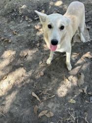 Shelter Stray Female Dog last seen Cedar Ave & E Elkhorn Ave, Laton Zone Fresno CO 3 93242, CA, 1510 W Dan Ronquillo Dr, Fresno, CA 93706, USA