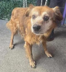 Shelter Stray Male Dog last seen Near Porter, CITY of El Paso, TX, 5001 Fred Wilson Ave, El Paso, TX 79906, USA