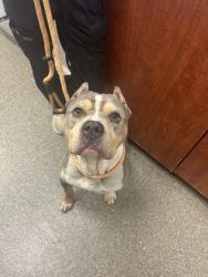 Shelter Stray Male Dog last seen middletown poice department, Middletown, OH, 1820 Princeton Rd, Hamilton, OH 45011, USA