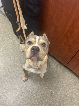 Shelter Stray Male Dog last seen middletown poice department, Middletown, OH, 1820 Princeton Rd, Hamilton, OH 45011, USA
