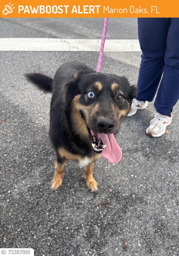 Found/Stray Female Dog last seen Marion oaks trail se 49th ave, Marion Oaks, FL 34473