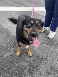 Found/Stray Female Dog last seen Marion oaks trail se 49th ave, Marion Oaks, FL 34473