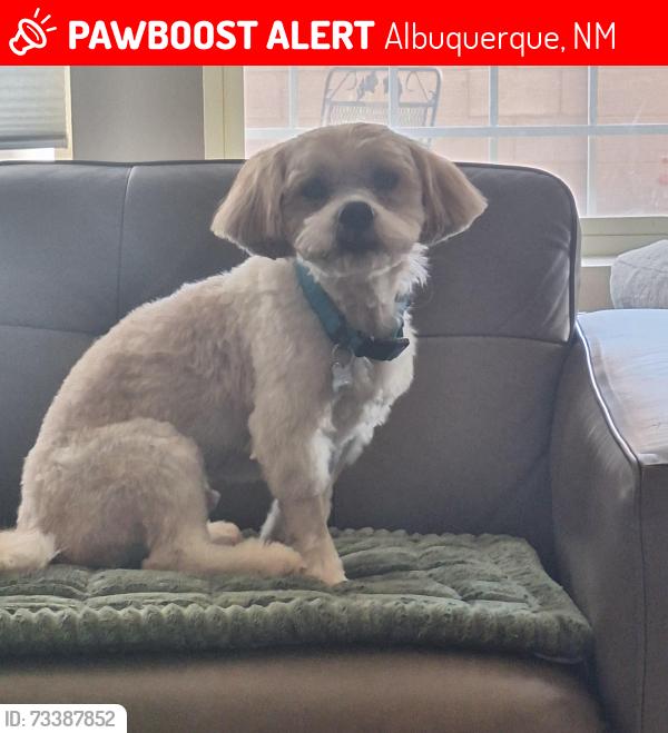 Lost Male Dog last seen Eubank/Candelaria, Albuquerque, NM 87111
