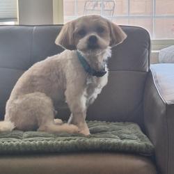Lost Male Dog last seen Eubank/Candelaria, Albuquerque, NM 87111