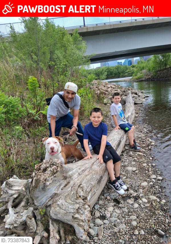Lost Male Dog last seen 24th and 17th ave s mpls mn 55407, Minneapolis, MN 55413
