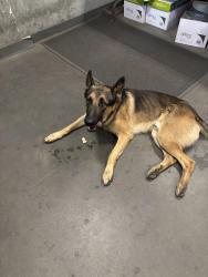 Found/Stray Male Dog last seen Near Industrial Ave. Tulare cross streets are Blackstone and Industrial., Tulare, CA 93274