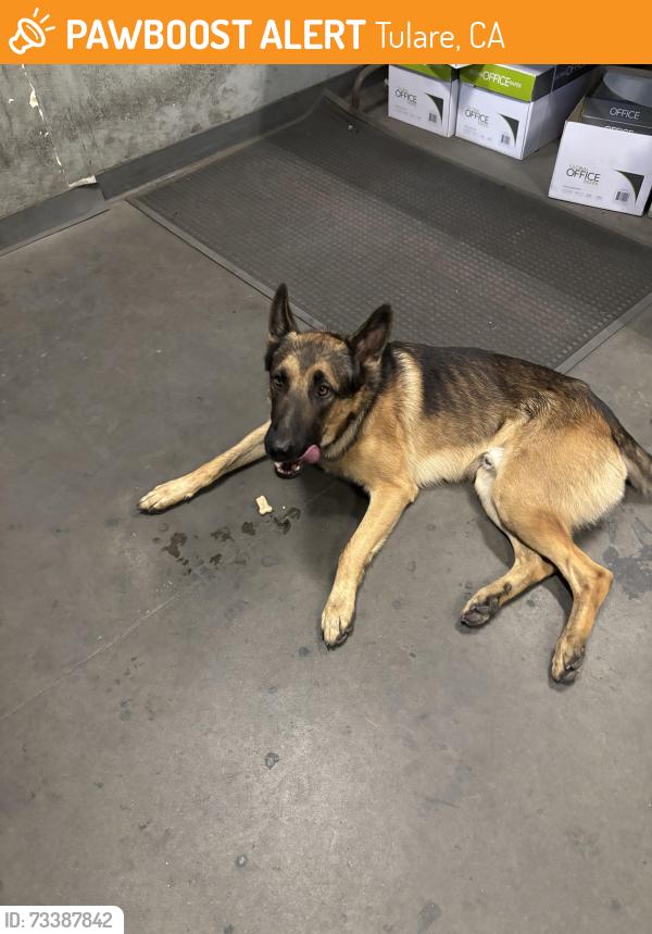 Found/Stray Male Dog last seen Near Industrial Ave. Tulare cross streets are Blackstone and Industrial., Tulare, CA 93274