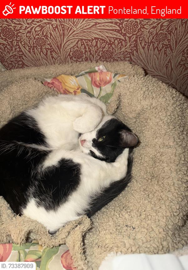Lost Female Cat last seen Edge hill, Ponteland, England NE20 9LY