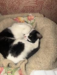 Lost Female Cat last seen Edge hill, Ponteland, England NE20 9LY