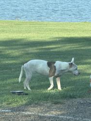 Found/Stray Female Dog last seen Pelahatchie Shore Park Near Boat Ramp, Rankin County, MS 39047