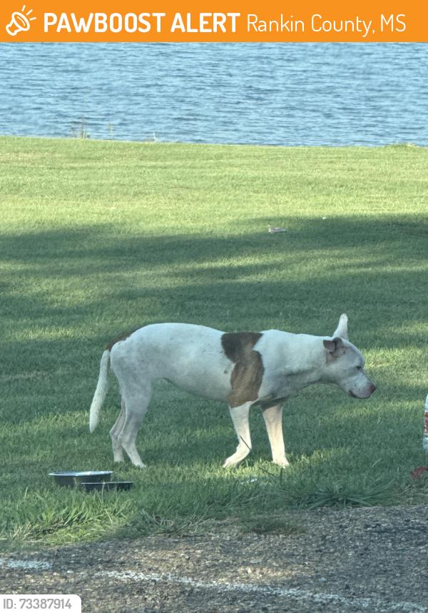 Found/Stray Female Dog last seen Pelahatchie Shore Park Near Boat Ramp, Rankin County, MS 39047