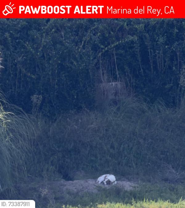 Lost Unknown Dog last seen Near via Donte, Marina del Rey, CA 90292