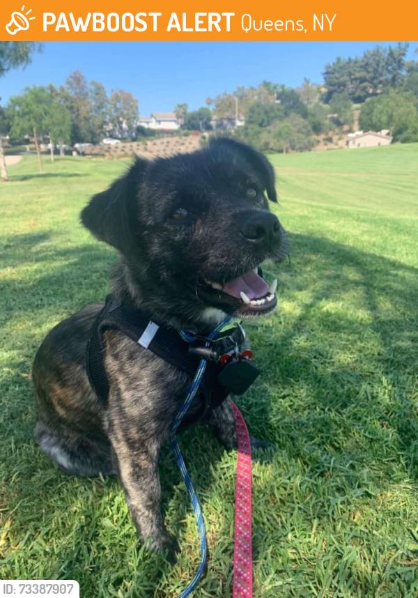 Found/Stray Female Dog last seen Hargett, Queens, NY 11101