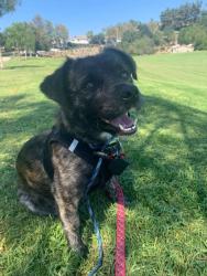 Found/Stray Female Dog last seen Hargett, Queens, NY 11101