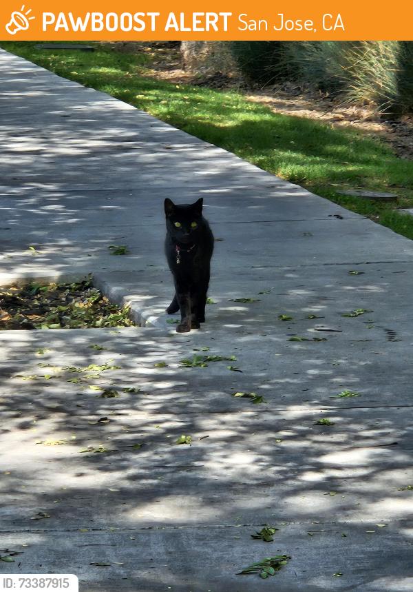 Found/Stray Unknown Cat last seen On montecito drive about a block away from the neighborhood park, San Jose, CA 95111