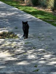Found/Stray Unknown Cat last seen On montecito drive about a block away from the neighborhood park, San Jose, CA 95111