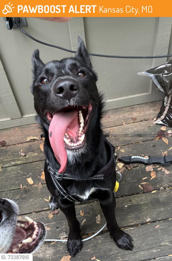 Found/Stray Male Dog last seen 59th street, Kansas City, MO 64151