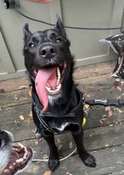 Found/Stray Male Dog last seen 59th street, Kansas City, MO 64151