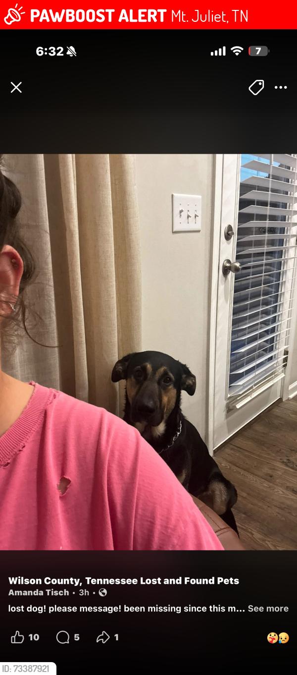 Lost Male Dog last seen Nicholas vale neighborhood, Mt. Juliet, TN 37122