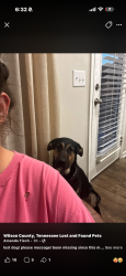 Lost Male Dog last seen Nicholas vale neighborhood, Mt. Juliet, TN 37122