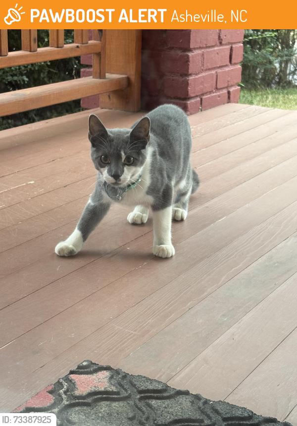 Found/Stray Unknown Cat last seen Depot and Walton Streets, Asheville, NC 28801