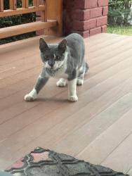 Found/Stray Unknown Cat last seen Depot and Walton Streets, Asheville, NC 28801
