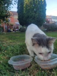 Found/Stray Unknown Cat last seen E 7th Ave and Court St, North York, PA 17404