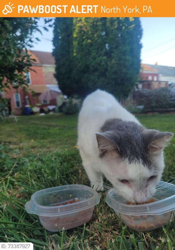 Found/Stray Unknown Cat last seen E 7th Ave and Court St, North York, PA 17404