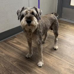 Shelter Stray Male Dog last seen University Avenue, San Diego, CA, 92105, 5500 Gaines St, San Diego, CA 92110, USA