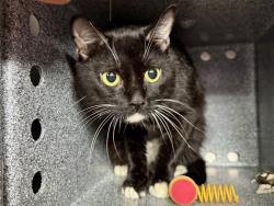 Shelter Stray Male Cat last seen Near Lott Avenue, BROOKLYN, NY, 11212, 326 E 110th St, New York, NY 10029, USA