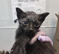 Shelter Stray Female Cat last seen Bristow St, BRONX, NY, 10459, 326 E 110th St, New York, NY 10029, USA