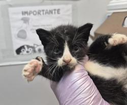 Shelter Stray Male Cat last seen Bristow St, BRONX, NY, 10459, 326 E 110th St, New York, NY 10029, USA