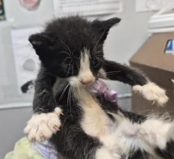 Shelter Stray Male Cat last seen Bristow St, BRONX, NY, 10459, 326 E 110th St, New York, NY 10029, USA
