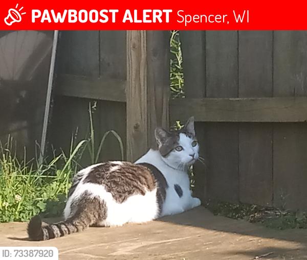 Lost Male Cat last seen main street, Spencer, WI 54479