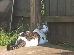 Lost Male Cat last seen main street, Spencer, WI 54479