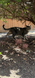 Lost Male Cat last seen Near ne 92 ave Vancouver Washington 98662, Vancouver, WA 98662