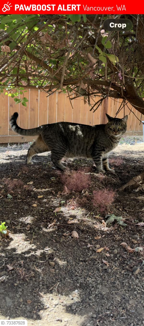 Lost Male Cat last seen Near ne 92 ave Vancouver Washington 98662, Vancouver, WA 98662
