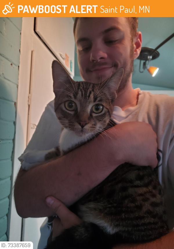 Found/Stray Male Cat last seen Frank St and Ross Ave, Saint Paul, MN 55106