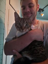 Found/Stray Male Cat last seen Frank St and Ross Ave, Saint Paul, MN 55106