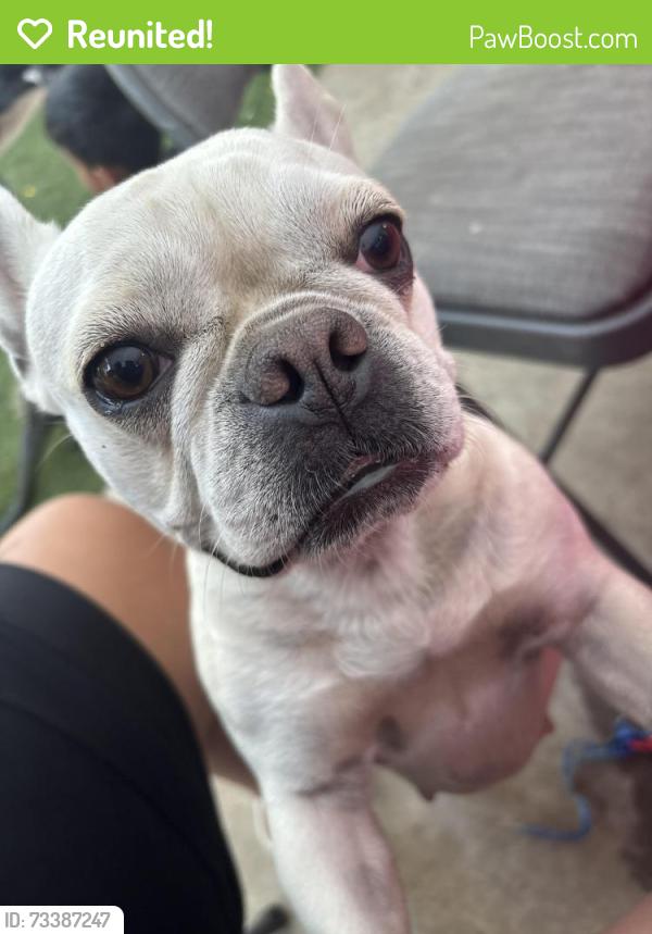Reunited Female Dog last seen Vinton and Orange Grove, Pomona, CA 91767