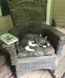 Lost Male Cat last seen Sweeten creek, Royal Pines, NC 28704
