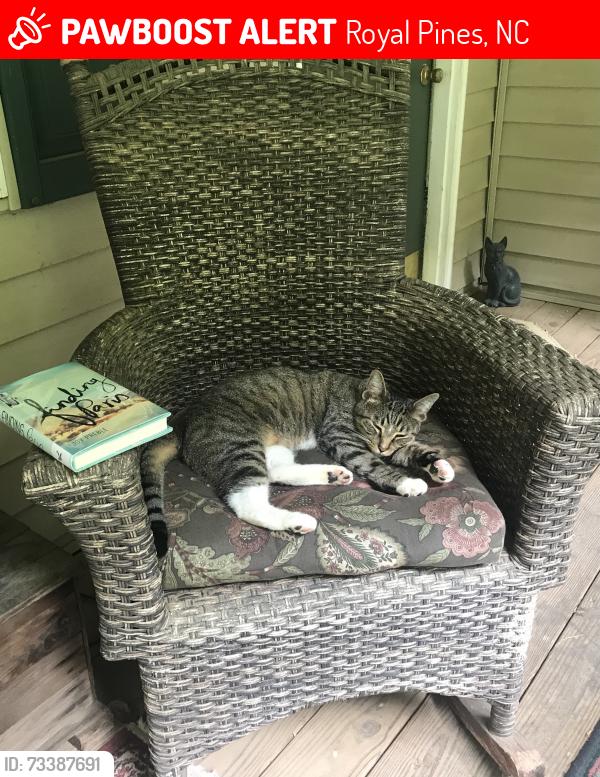 Lost Male Cat last seen Sweeten creek, Royal Pines, NC 28704