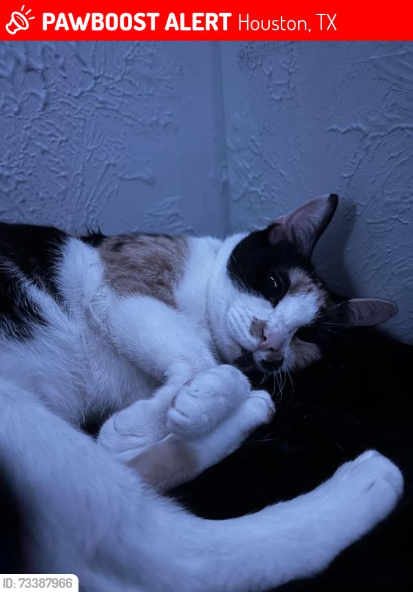 Lost Female Cat last seen Near ludington dr, Houston, TX 77035
