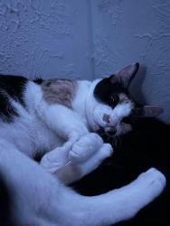 Lost Female Cat last seen Near ludington dr, Houston, TX 77035