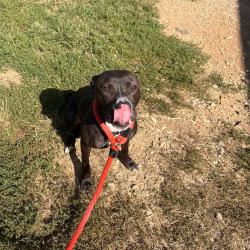 Shelter Stray Female Dog last seen , Animal Care & Control Team of Philly, 111 W Hunting Park Ave, Philadelphia, PA 19140, USA